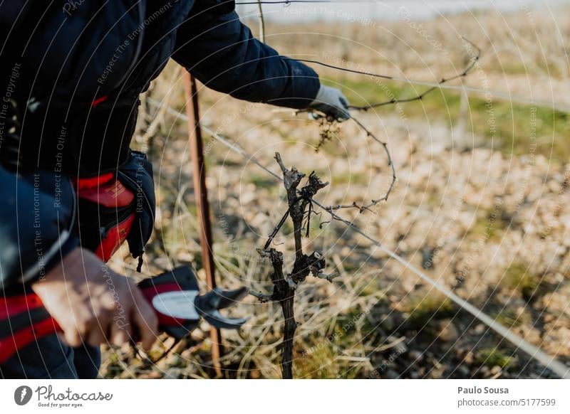 Beschneiden von Weinstöcken Beschneidung Traube Pflaume Weinrebe Weinberg Weintrauben Ackerbau Außenaufnahme Weingut Herbst grün Weinbau