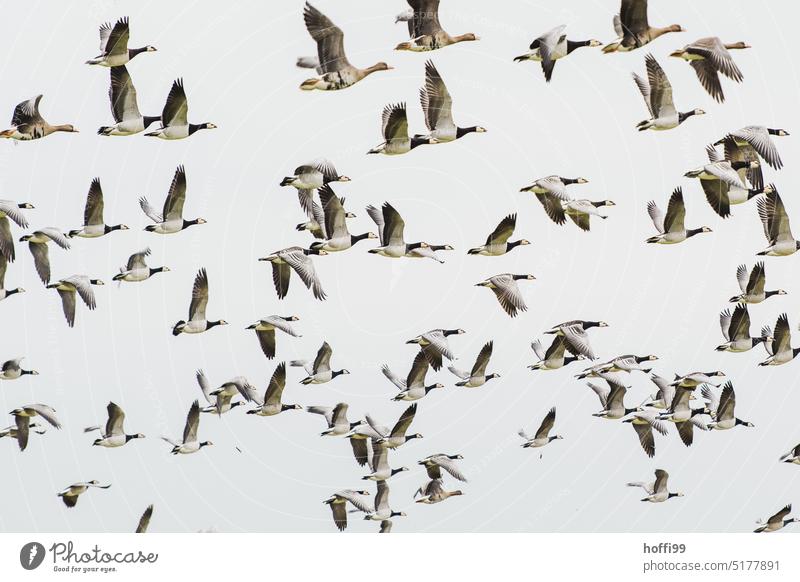 Gänse , viele Gänse im Flug Gänsevögel Gans Blessgans weißwangengans Schnabel Vogel Flügel im flug Wildtier Himmel Vogel im Flug Wildvogel Vogelflug fliegen