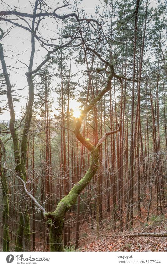 Pfälzerwald kurz vor Sonnenuntergang Wald Baum Baumstamm hanglage Abendsonne Sonnenaufgang Sonnenstrahlen Sonnenlicht Natur Licht Gegenlicht Landschaft