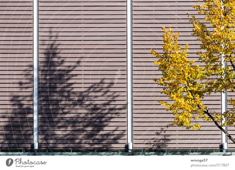 Der Herbst wirft Schatten Baum Blatt Fassade Fassadenverkleidung braun mehrfarbig gelb Herbstlaub herbstlich Ast Laubbaum Schattenspiel Gebäudeteil Farbfoto