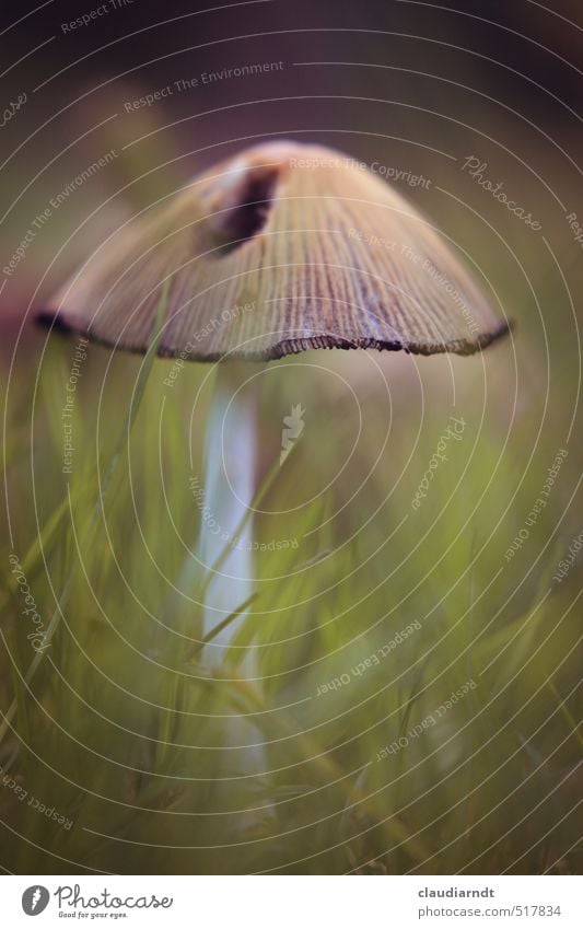 Gartenpilz Umwelt Natur Pflanze Herbst Gras Pilz braun grün Pilzhut Wald Gift Farbfoto Außenaufnahme Detailaufnahme Menschenleer Textfreiraum oben