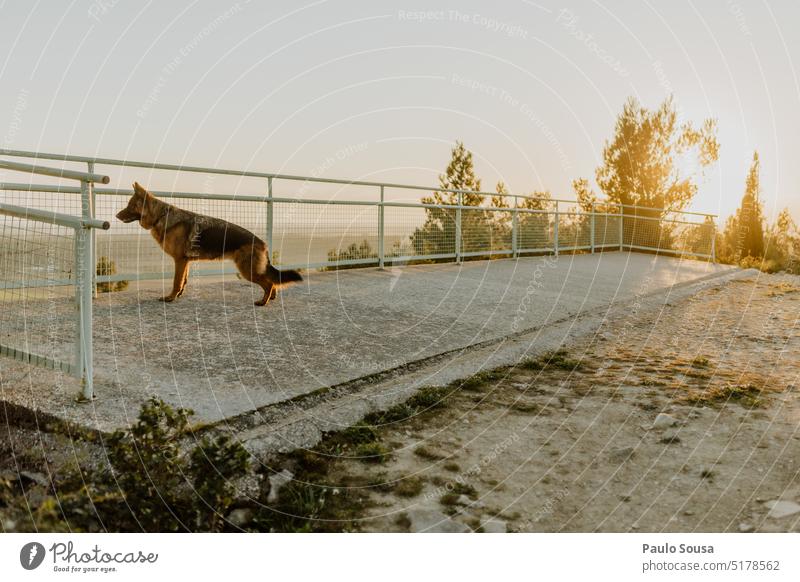 Deutscher Schäferhund Porträt Hund Haustier Tier Farbfoto Tierporträt beobachten Außenaufnahme Wiese Natur Neugier Blick Schutz Hirtenhund