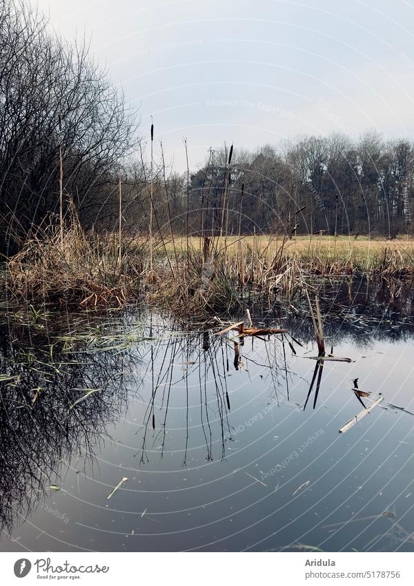 Teich, Wiese, Bäume, Himmel und Wasserspiegelung im Winter Teichwiesen Tümpel Ufer Schilff Kolben Spiegelung See Februar klar hell Morast Reflexion & Spiegelung