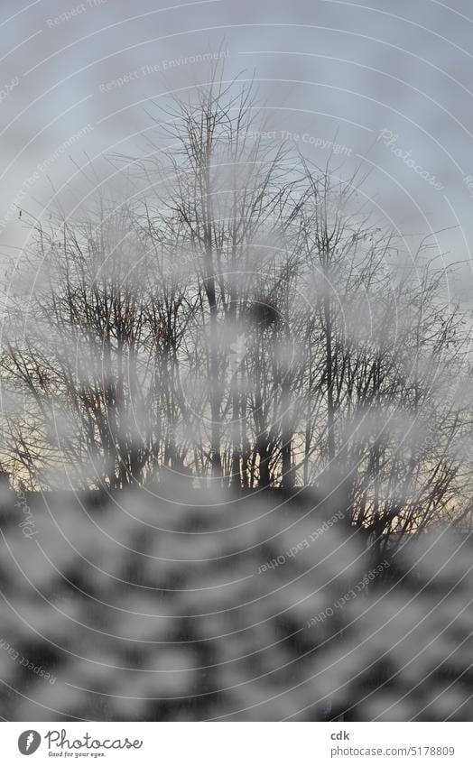 Blick durch ein mit Eisblumen bestücktes Fenster auf eine Linde mit Eichhörnchen-Kobel. | Winterstimmung Aussicht Blick durch das Fenster Schnee schneebedeckt