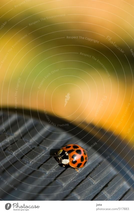 bequemes objektiv Natur Herbst Tier Käfer Marienkäfer Insekt krabbeln sitzen frech klein niedlich rot Glück Zufriedenheit Sicherheit Schutz Warmherzigkeit