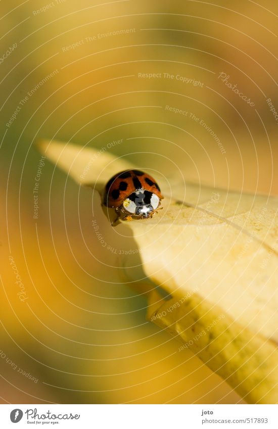 herbsterkundung Natur Herbst Blatt Herbstlaub Garten Park Tier Käfer Insekt Marienkäfer krabbeln klein niedlich rot Zufriedenheit Sicherheit Schutz