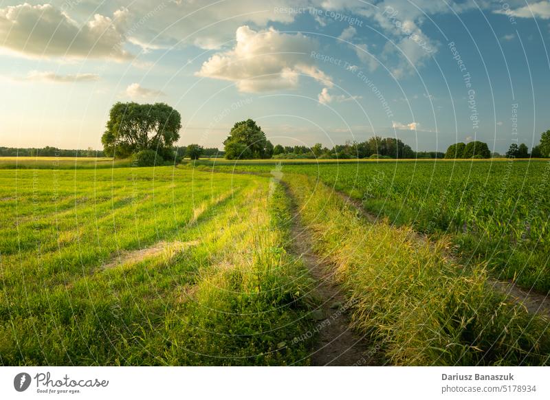 Ländliche Straße durch grüne Felder an einem Sommerabend, Nowiny, Polen Gras Natur Wiese Himmel ländlich Landschaft im Freien Abend blau Sonnenuntergang