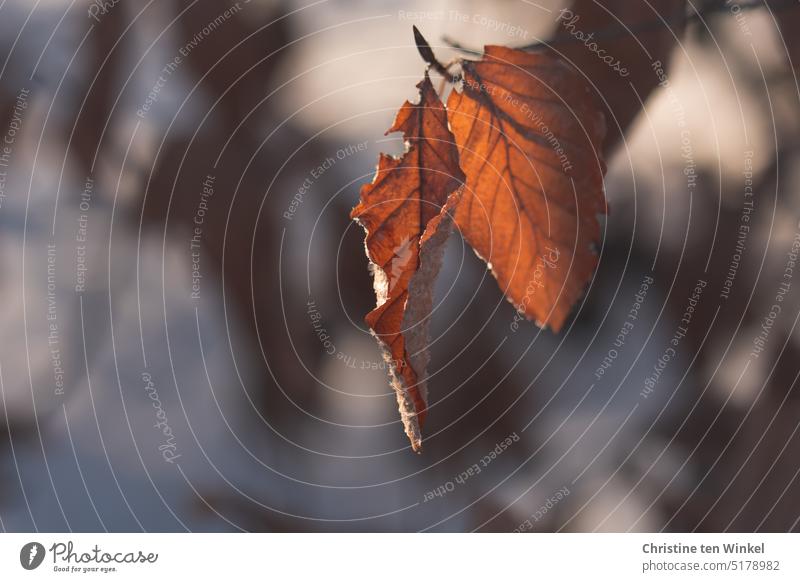 Die vertrockneten Blätter der Blutbuche hängen noch am Zweig Herbstfärbung Herbstlaub Zweige Zweige u. Äste Jahreszeiten Vergänglichkeit Natur herbstlich Blatt