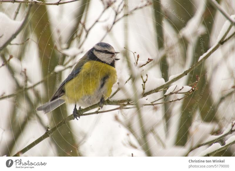 Eine kleine Blaumeise in einem verschneiten Strauch Cyanistes caeruleus Vogel Singvogel Wildvogel Wildtier Gartenvogel niedlich 1 Tier blau weiß gelb