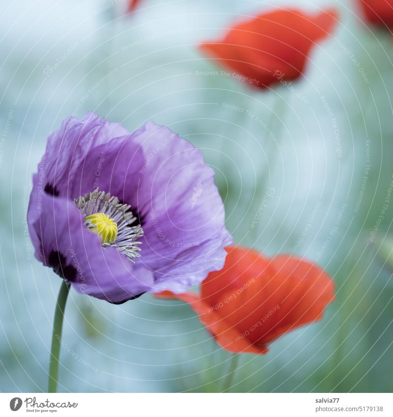 Der Mohn blüht Klatschmohn Sommer Blume Blüte rot lila Pflanze Natur Mohnfeld Menschenleer Mohnblüte Schwache Tiefenschärfe Farbfoto roter mohn Garten Feld