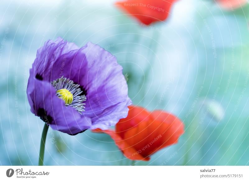 Mohnblüten Blüte Nahaufnahme Blume Makroaufnahme Sommer Blühend Garten Farbfoto Natur Pflanze Menschenleer schön rot lila Wildpflanze Mohnfeld Klatschmohn