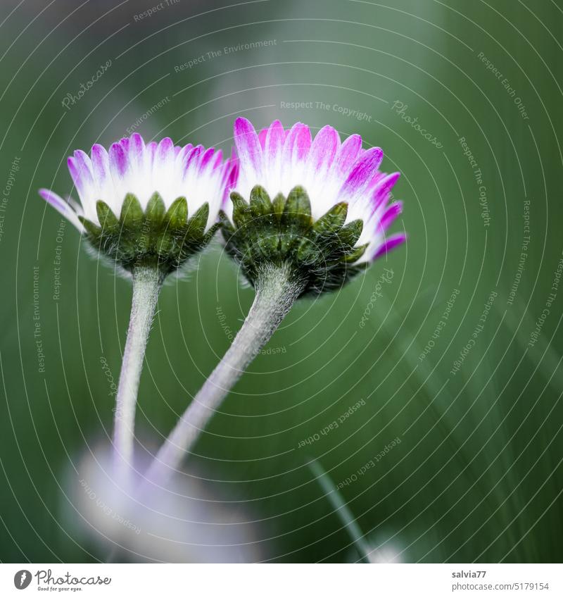 zwei kuschelnde Gänseblümchen Bellis Frühling Froschperspektive Blüte Blume Makroaufnahme Schwache Tiefenschärfe Bellis perennis Heilpflanze Homöopathie Blühend