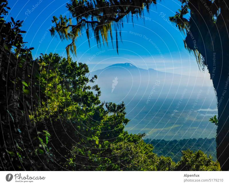 Kilimandscharo Afrika Tansania Farbfoto Ferien & Urlaub & Reisen Natur Außenaufnahme Safari Abenteuer Tourismus Landschaft Bergsteigen wandern Berge u. Gebirge