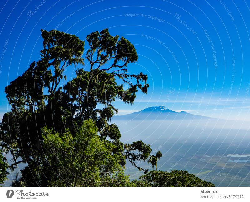 gute Aussicht Kilimanjaro Berge u. Gebirge Abenteuer Gipfel Afrika Tansania Ferien & Urlaub & Reisen Landschaft Farbfoto Außenaufnahme Natur Baum Ferne wandern