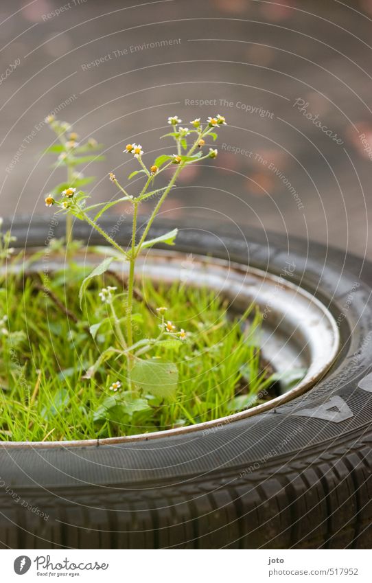 Guerilla Gardening Umwelt Sommer Pflanze Blume Gras Sträucher Wildpflanze Topfpflanze Garten Wachstum Duft natürlich niedlich trösten Leben Ordnungsliebe