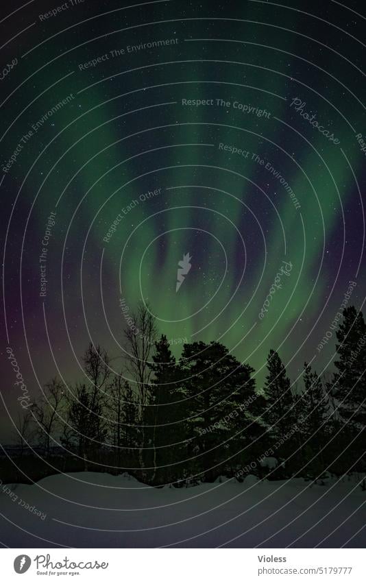 Ab in den Norden - Nordlicht in Schweden II Polarlicht Aurora borealis Sterne Schnee Schneelandschaft verschneit Kälte Nacht Tannen Polarkreis Abisko Lappland