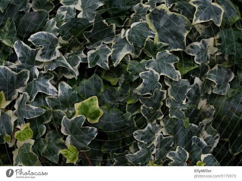 Grüner Pflanzenhintergrund. Hedera helix. Gemeiner Efeu. gemeiner efeu Kletterpflanzen Blatt grün Grünpflanze bewachsen Wachstum Natur Ranke natürlich