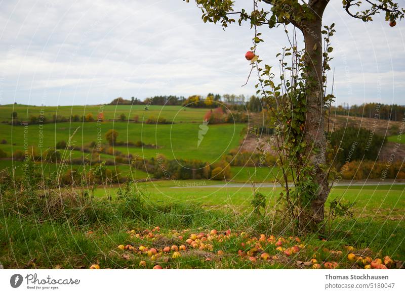 Der Apfel fällt nicht weit vom Stamm, Apfelbaum und Fallobst sprengen den Baum Ackerbau Hintergrund schön blau Ast Farbe Textfreiraum Landschaft Tag Umwelt