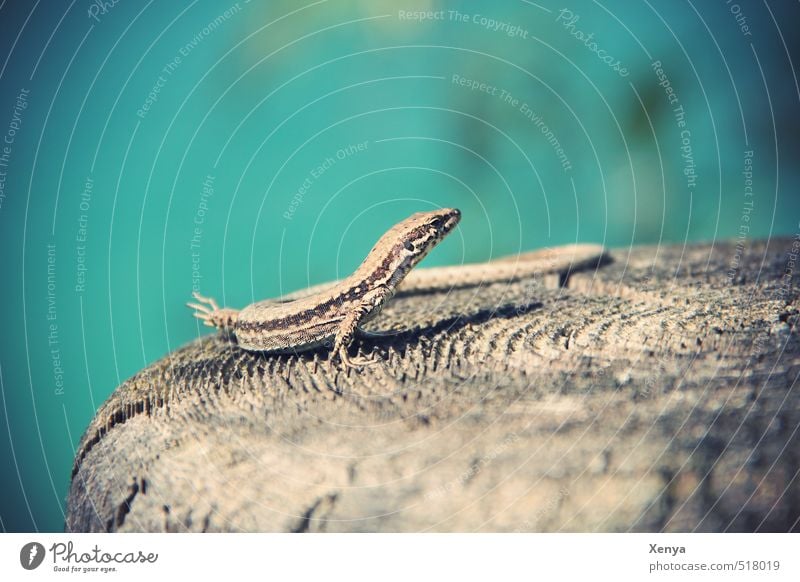 Reptil Posing, the second Umwelt Natur Sonne Sonnenlicht Sommer Tier Echte Eidechsen 1 exotisch Freundlichkeit blau Sonnenbad Holz Baumstumpf Außenaufnahme