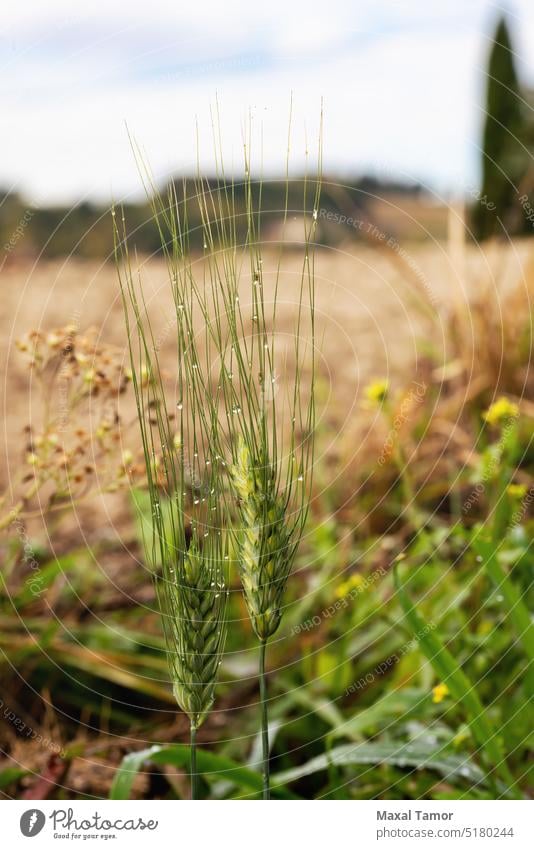 Weizenähren im Herbst, mit Tautropfen, in Italien, in der Nähe von Pesaro und Urbino landwirtschaftlich Ackerbau Herbst. Tau. Tropfen Brot Müsli Nahaufnahme