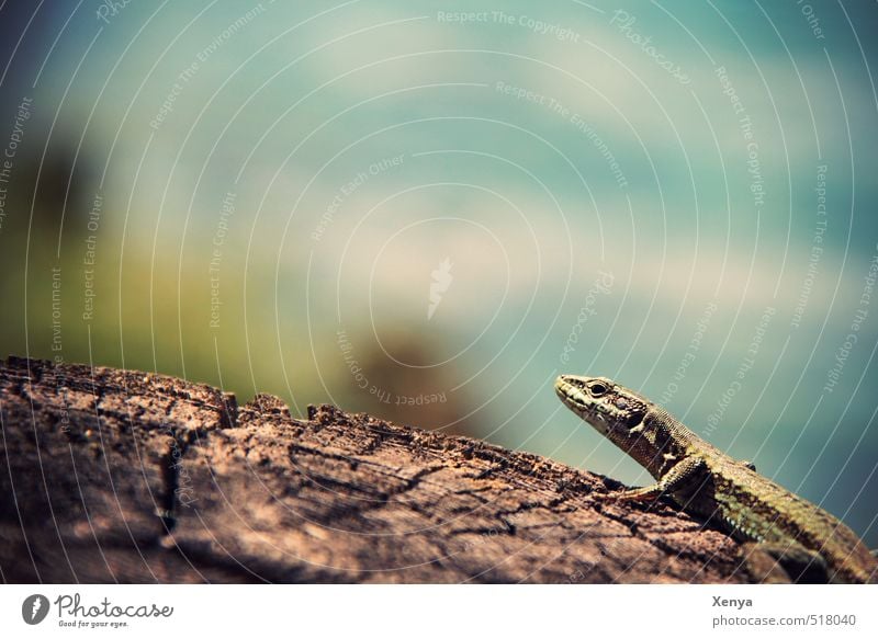 Reptil Posing Umwelt Natur Sonne Sonnenlicht Sommer Tier Echte Eidechsen 1 ästhetisch exotisch blau grün Holz Sonnenbad Außenaufnahme Nahaufnahme Menschenleer