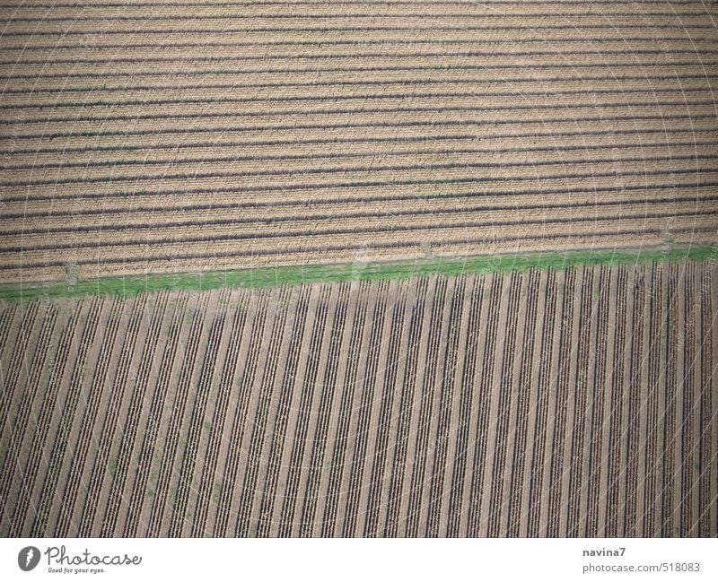 Zen Umwelt Landschaft Erde Herbst Dürre Feld Ackerboden Ackerbau Sand Wachstum braun grün diszipliniert Ordnungsliebe Ernte Gedeckte Farben Außenaufnahme