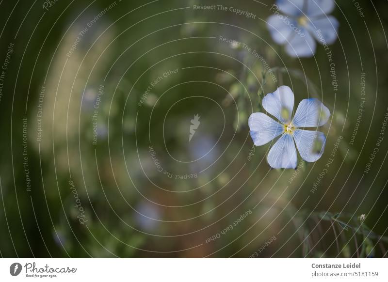 Flachsblüte mit unscharfer Blüte im Hintergrund. blühen Lein Gemeiner Lein Pflanze Sommer Natur Blume Schwache Tiefenschärfe grün verschwommener Hintergrund