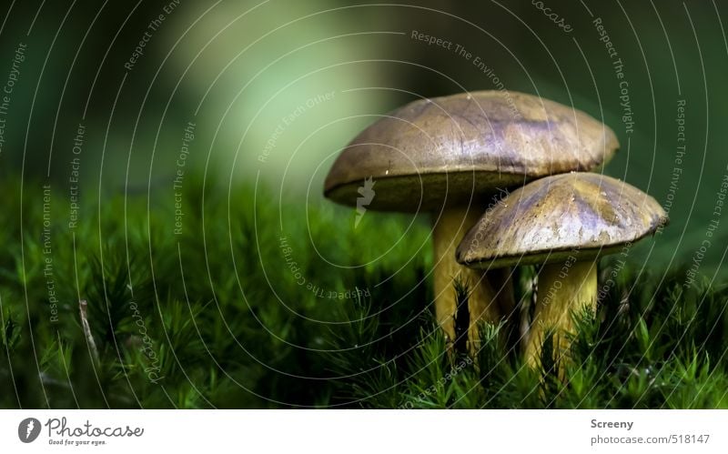 Autumn rises... Natur Pflanze Erde Herbst Moos Pilz Steinpilze Wald Kraft Schutz ruhig Wandel & Veränderung Zusammenhalt Farbfoto Außenaufnahme Nahaufnahme