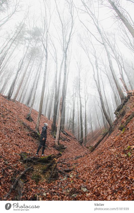 Ein abenteuerlustiger Mann, der die Schönheit der Schlucht im Morgennebel und im orange-roten Laub entdeckt. Juwelen Beskiden, Tschechische Republik Nebel