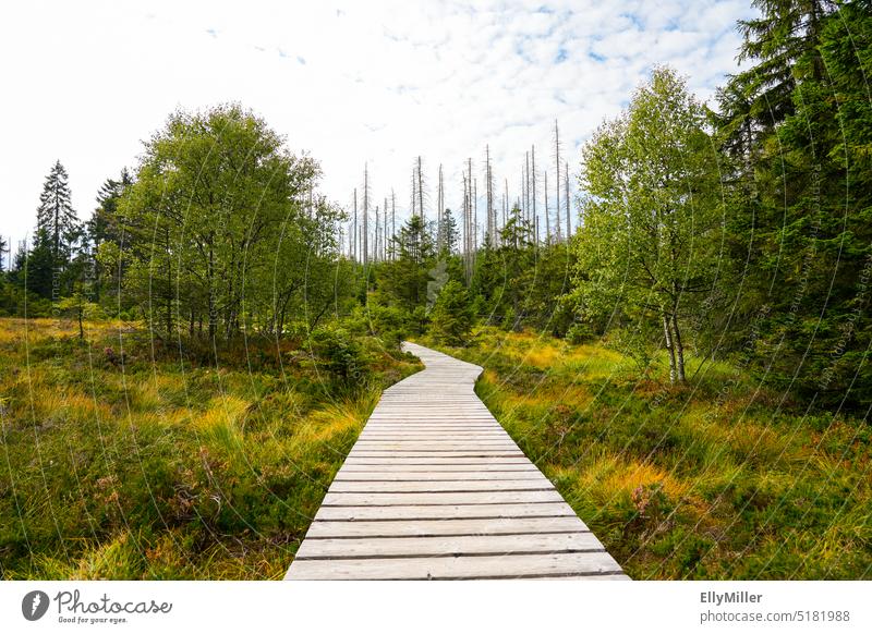 Landschaft am Torfhausmoor im Nationalpark Harz. Natur bei Torfhaus. Moor Weg Wald Umwelt Herbst wandern Menschenleer Farbfoto Wege & Pfade Spaziergang ruhig