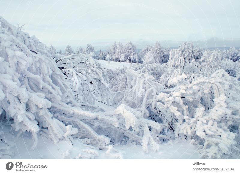 Winterzauber, oben aufm Berg winterlich verschneit Schnee Raureif Winterlandschaft Bäume Gräser vereist frostig gefroren kalt Winterstimmung Frost Wintertag