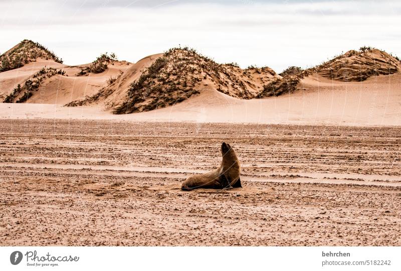 robbi Tier Seehund Robbe beeindruckend Wellen Wasser Swakopmund Walvisbay Ferien & Urlaub & Reisen Abenteuer Natur Freiheit Farbfoto reisen Fernweh Ferne Meer