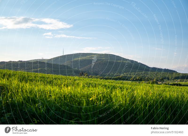 Freistehender Berg zur goldenen Stunde hinter einem Getreidefeld Berge u. Gebirge Sonne Himmel Abend Licht Sonnenuntergang Natur Farbfoto goldene stunde blau