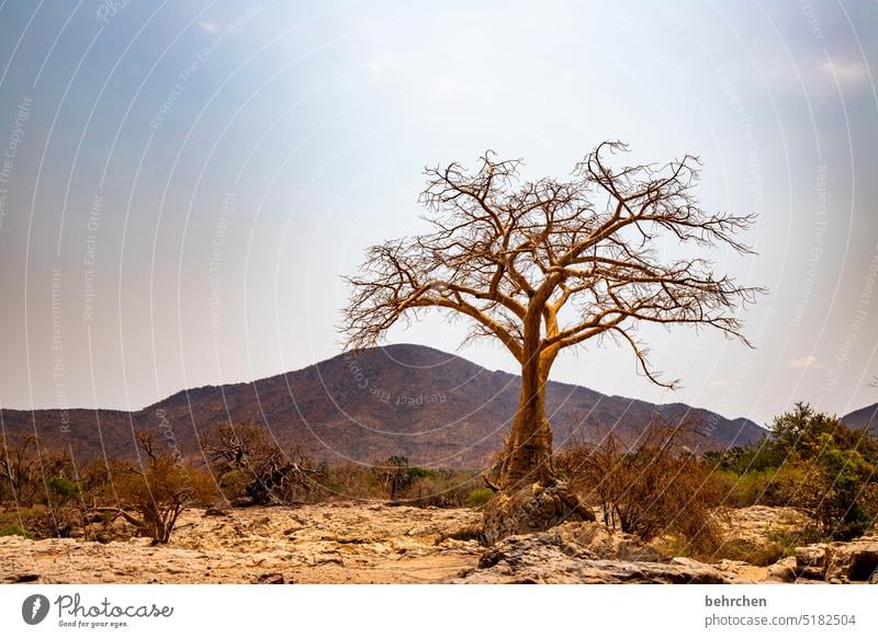 baumgeschichten Klimawandel epupafalls Dürre Trockenheit trocken Ferne Afrika Namibia Fernweh Landschaft Natur besonders Baobab Affenbrotbaum Wärme