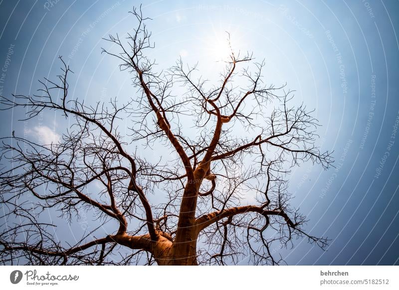 baumgeschichten Gegenlicht Zweige u. Äste Sonne Baumstamm epupafalls Affenbrotbaum Baobab Klimawandel Dürre Trockenheit trocken Afrika Namibia Natur Himmel