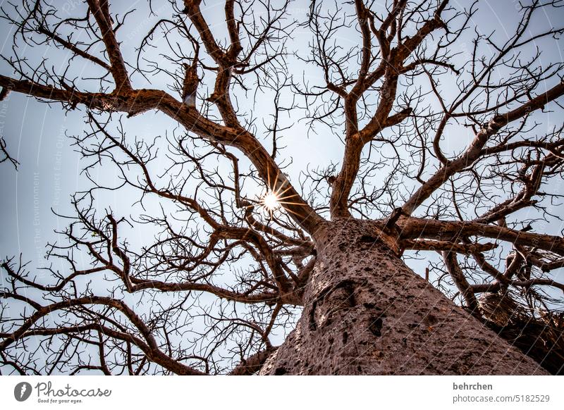 froschperspektive | watn baum Wärme beeindruckend besonders Himmel Abenteuer Ferien & Urlaub & Reisen Landschaft Natur Fernweh Namibia Farbfoto Afrika Ferne