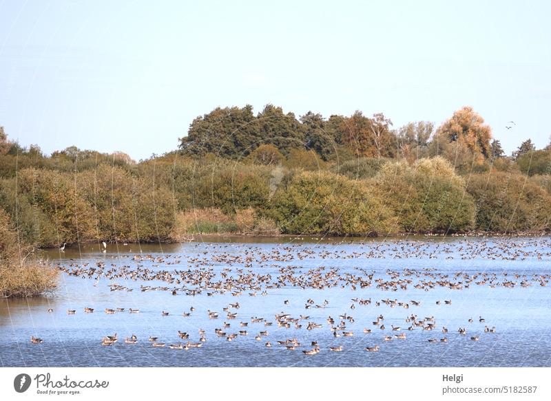 Unmengen von Wildgänsen schwimmen auf dem Dümmer See Gänse Graugänse viele Wasser Naturschutzgebiet Seeufer Baum Strauch Umwelt Herbst Außenaufnahme Himmel