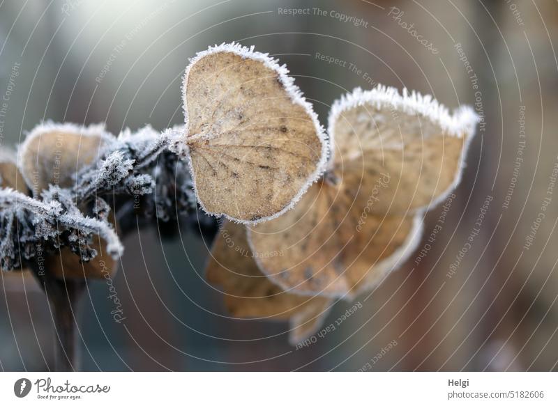 vertrocknete Hortensienblüte mit Eiskristallen Blume Blüte Raureif Winter Vergänglichkeit vergänglich Blütenblatt kalt Frost frostig Natur gefroren Pflanze