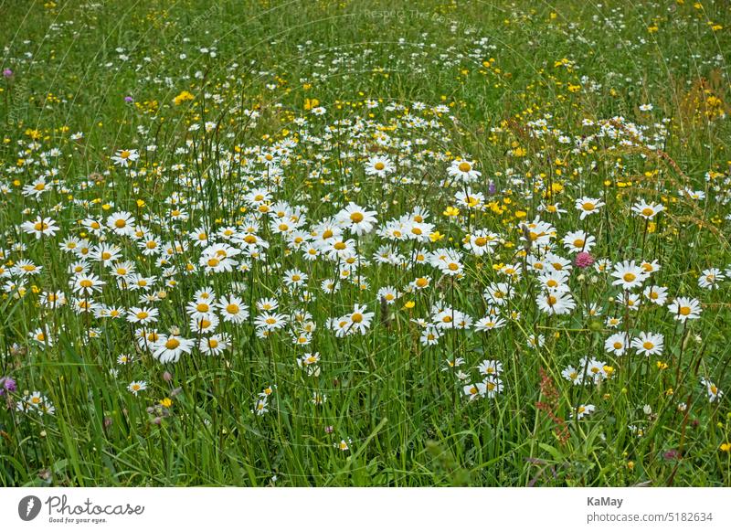 Eine Vielzahl weiß blühender Margeriten auf einer frühlingshaften Blumenwiese in der Alpenlandschaft von Südtirol, Italien Leucanthemum Blüten Wiese viele