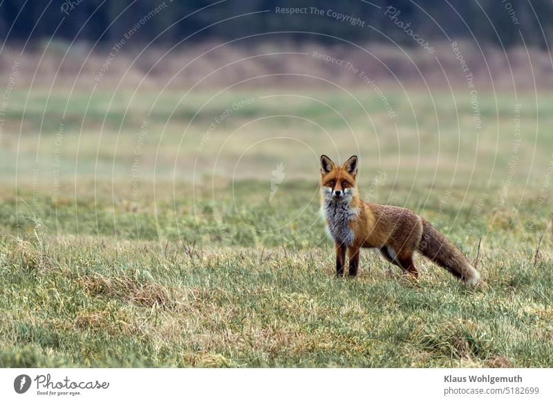 Rotfuchs (Vulpes vulpes)  im Winterfell auf einer Wiese im Januar, es ist Ranzzeit, lange beobachtet er den Menschen am Wegesrand bevor er das Hasenpanier (die Flucht) ergreift.