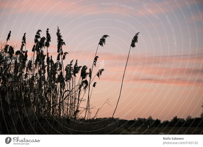 Phragmites australis, trockenes Schilfrohr und bunter Himmel Röhricht Gras Flussgras fluffig farbenfroh dunkel Abend Sonnenuntergang See Teich Lettland Lielupe