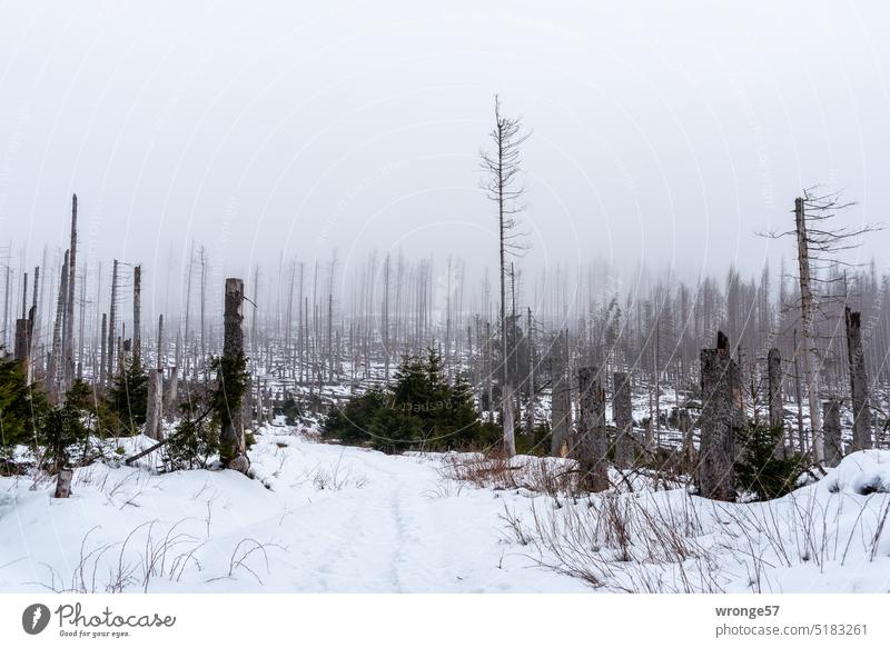 Winterwald am Brocken Harz Wald Harzwald Wintertag Winterstimmung Schneelandschaft Mittelgebirge Totwald Waldumbau Borkenkäfer abgestorben Nebel Nebelschleier