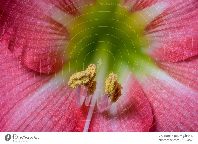 Hippeastrumhybride, "Amaryllis", Staubblätter Ritterstern Blüte zygomorph Amaryllisgewächse Amaryllidaceae Zwiebelgewächs Zwiebelblume hysteranth aus Südamerika