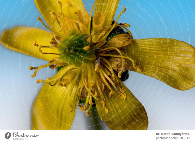 Eranthis hyemalis, Winterling, Blüte, gehört zu den Hahnenfußgewächsen Frühjahrsblüher Frühlingsbote Ranunculaceae ausdauernd Staude Nahaufnahme krautig