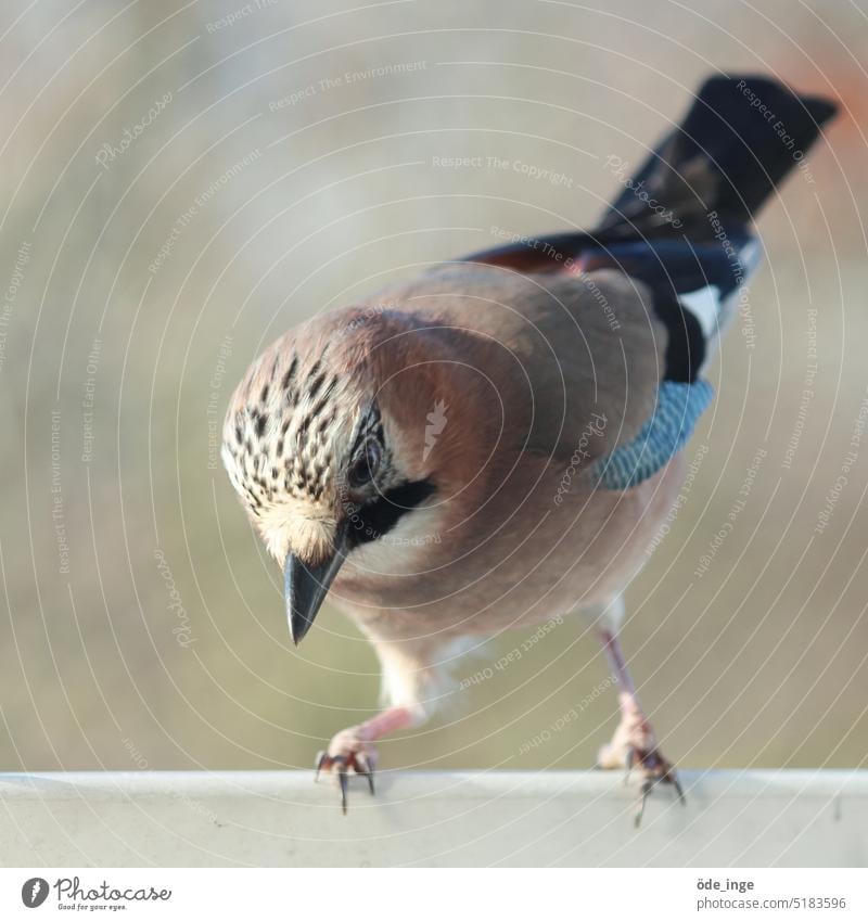 Rüdiger Eichelhäher Vogel Tier Schnabel Gefieder Garrulus glandarius Feder Wildtier Tierporträt Natur Außenaufnahme Farbfoto Nahaufnahme Tiergesicht gefiedert