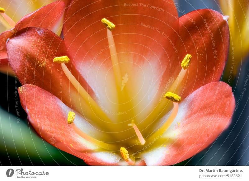 Clivia miniata, Klivie, eine Einzelblüte Buschlilie Riemenblatt Blüte blühen Staubblätter aus Südafrika Amaryllidaceae Amaryllisgewächse Staude ausdauernd