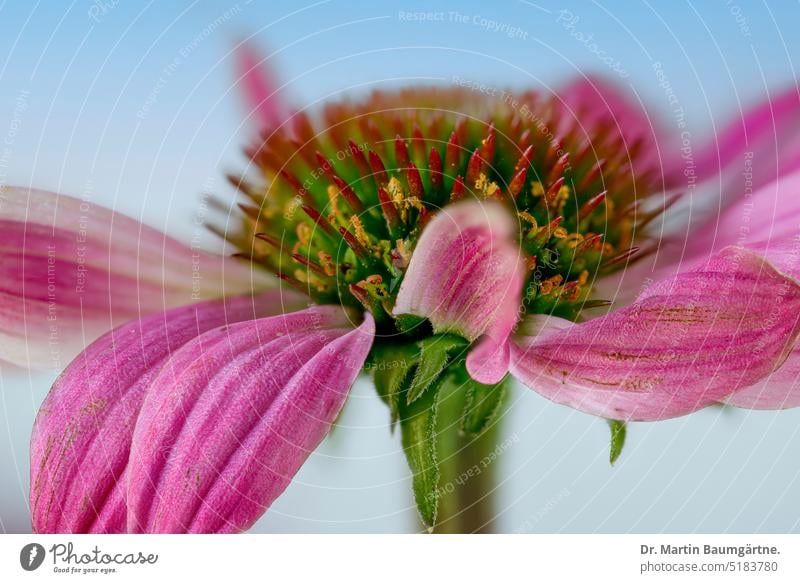 Echinacea purpurea, Blütenstand Igelkopf blühen aus Nordamerika Staude ausdauernd krautig mehrlährig Sommerblüher Korbblütler Asteraceae