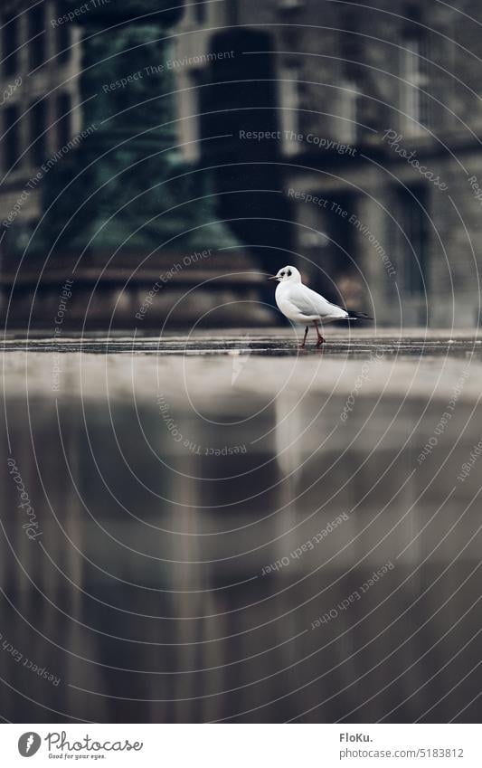 Möwe spaziert über den Rathausmarkt in Hamburg Regen Rathausplatz Tier Vogel nass feucht Tropfen Norddeutsch weiß gefieder Pfütze Stein Boden Innenstadt gehen