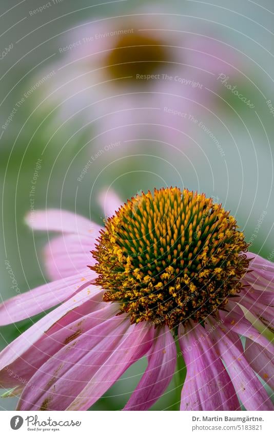 Echinacea purpurea, Blütenstand Igelkopf blühen aus Nordamerika Staude ausdauernd krautig mehrlährig Sommerblüher Korbblütler Asteraceae