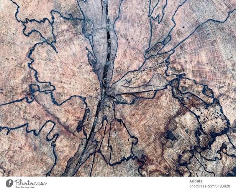 Jahresringe einer kranken Buche No. 2 Baum Natur Wald Umwelt Baumstamm Holz Forstwirtschaft Abholzung Brennholz Waldsterben Klima Tod Zerstörung Pflanze